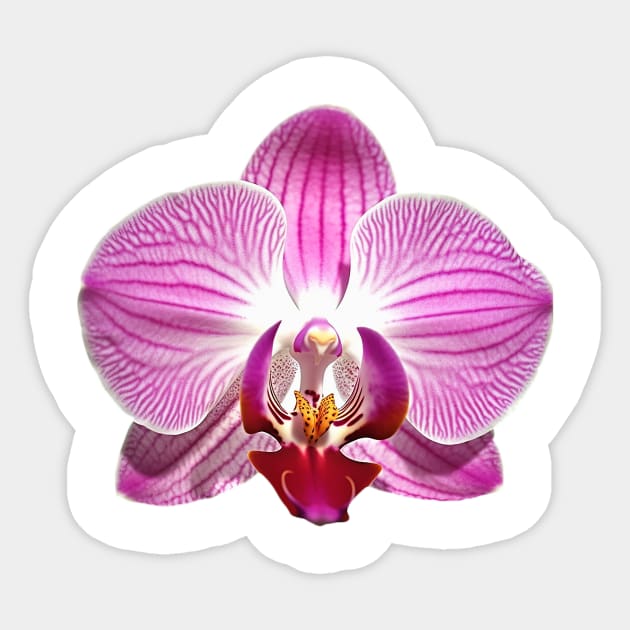 Pink Orchid Flower Art Print Sticker by Cre8ily